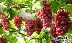 常吃葡萄好處多 保護肝臟、降低轉氨酶含量
