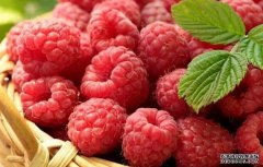 英國研究：食用樹(shù)莓或可降低心臟疾病風(fēng)險
