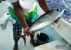 多吃海魚(yú)、補充維D 多種方式延緩衰老