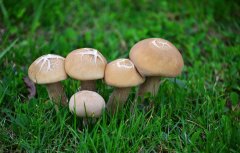 吃蘑菇可降低患認知障礙風(fēng)險